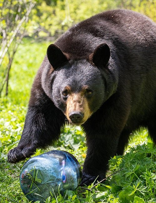 BearVault BV450-Jaunt canister tested by a black bear on grass