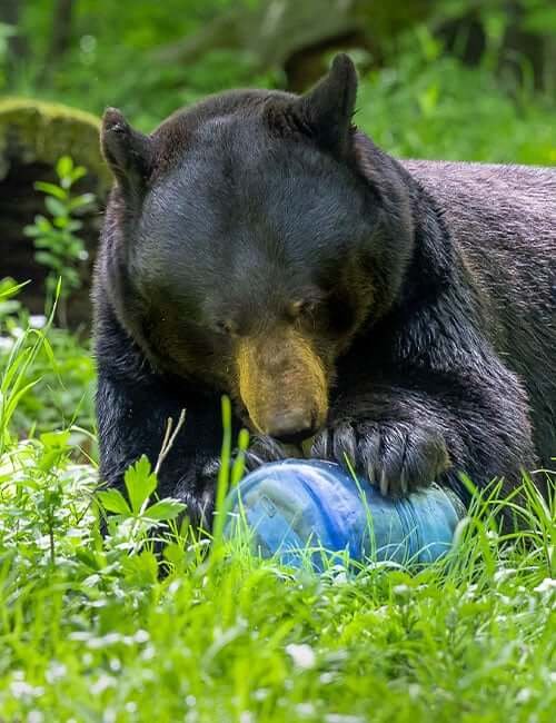 BearVault BV475-Trek canister tested by a black bear on grass