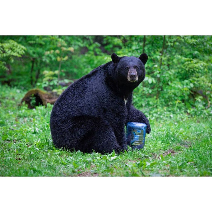 BearVault BV500-Journey canister tested by a black bear on grass
