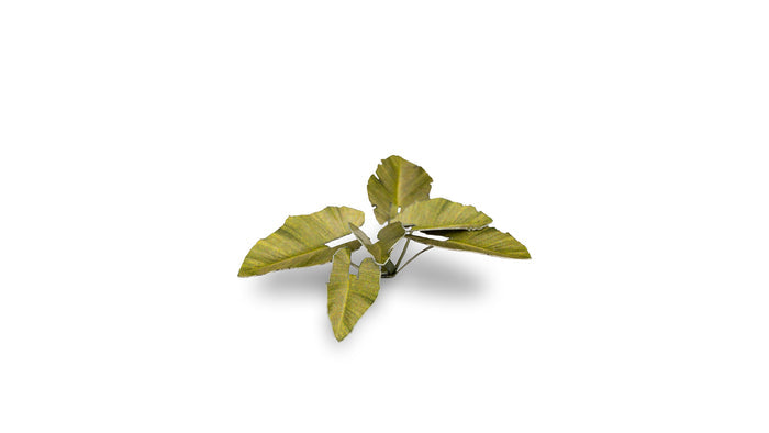 Gamers Grass | Laser Plants | Elephant Ear