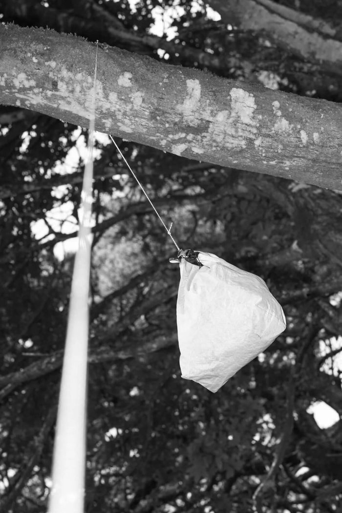 Igneous Reflective Cord – used as a guyline from a tree branch